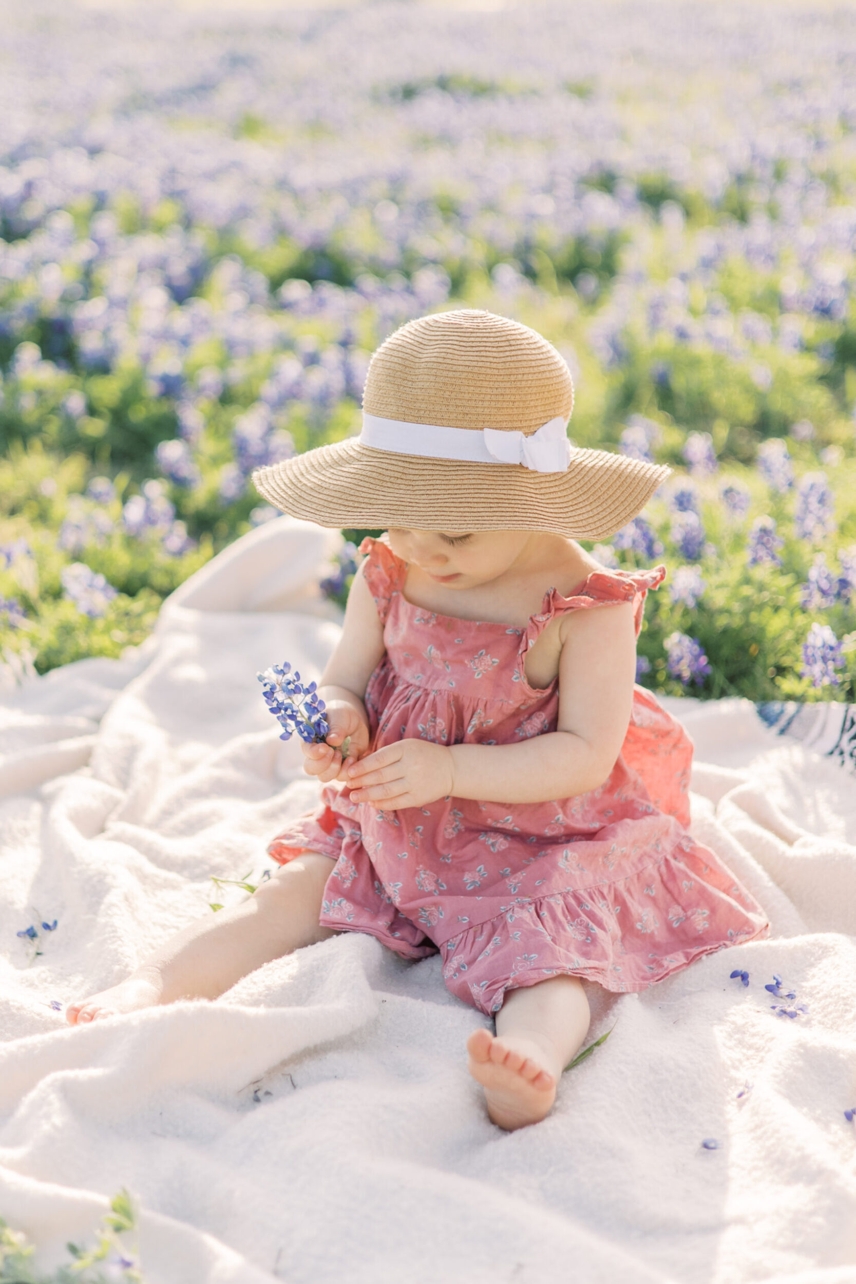 Toddler sits on blanket in bluebonnet field picking a bluebonnet apart.
